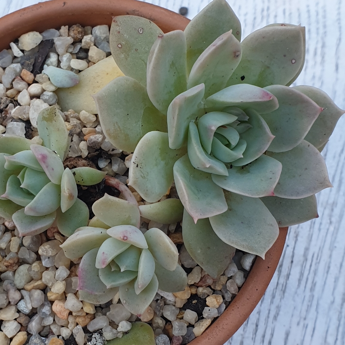 Plant image Echeveria Van Breen