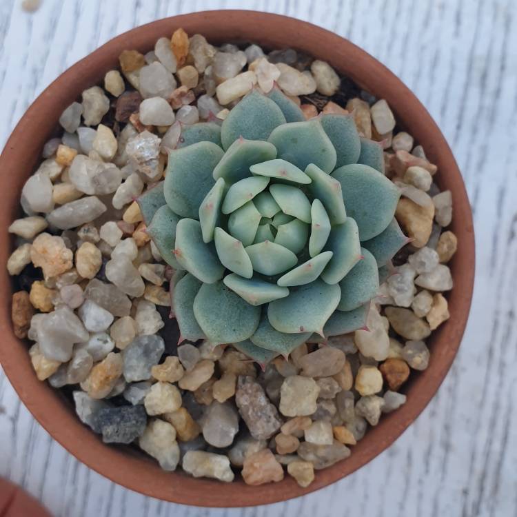 Plant image Echeveria Captain Hay