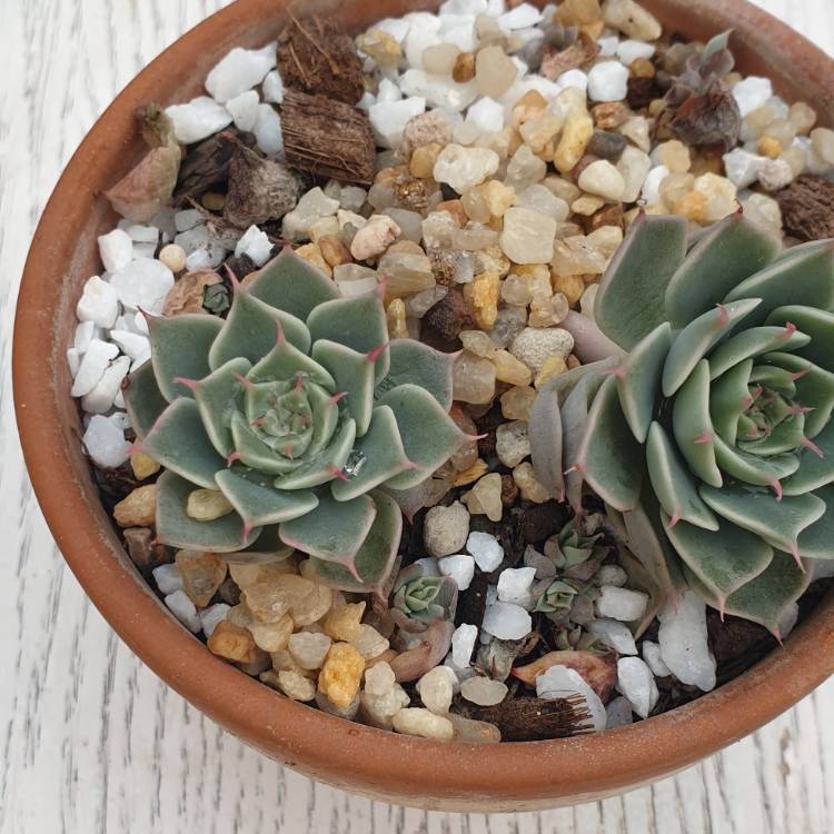 Plant image xGraptoveria Margarete Reppin