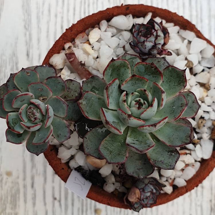 Plant image Echeveria Strictiflora X El Encino