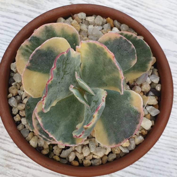 Plant image Cotyledon Orbiculata var. Orbiculata Variegata