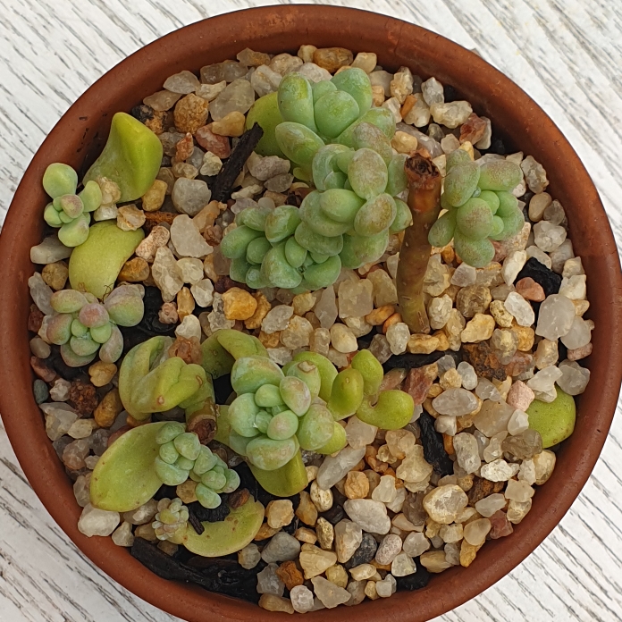 Plant image Sedum treleasei