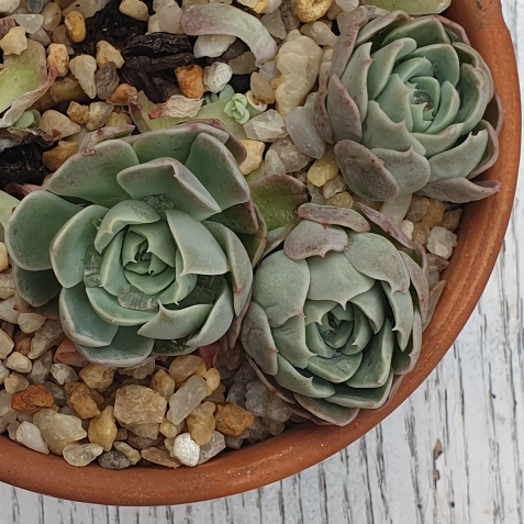 Plant image Echeveria Elegans Potosina