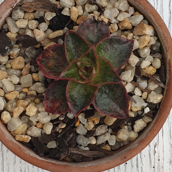 Plant image Echeveria Salsa Verde