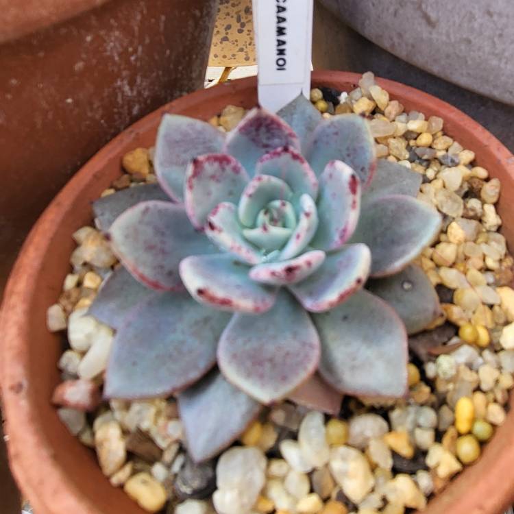 Plant image Echeveria Caamanoi