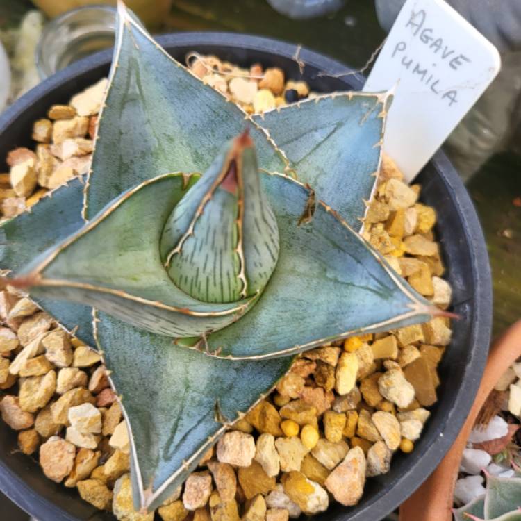 Plant image Agave Pumila