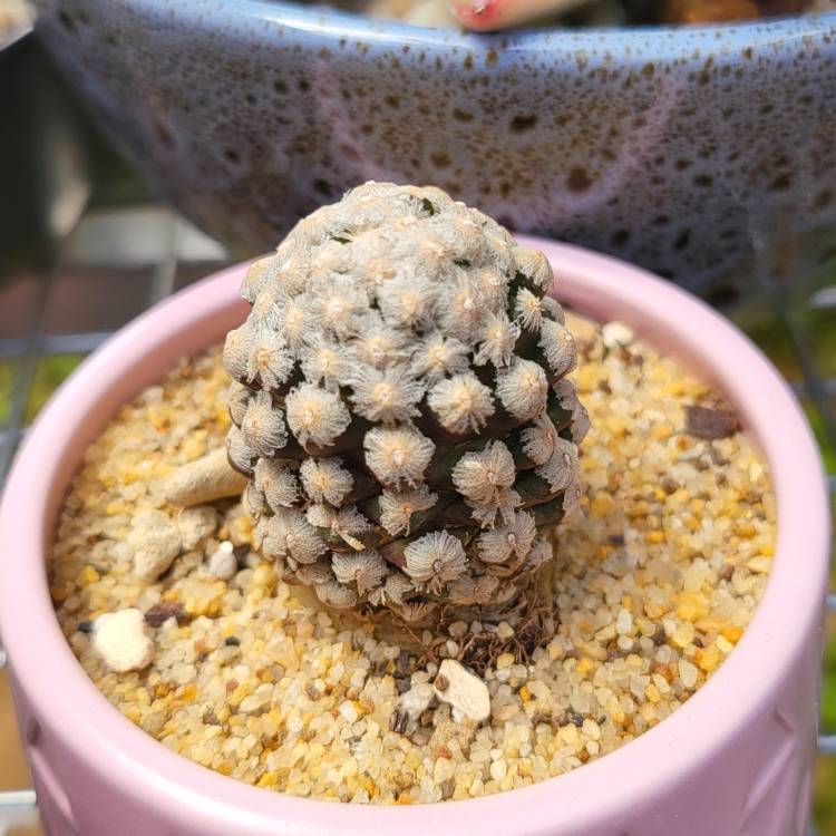 Plant image Mammillaria theresae