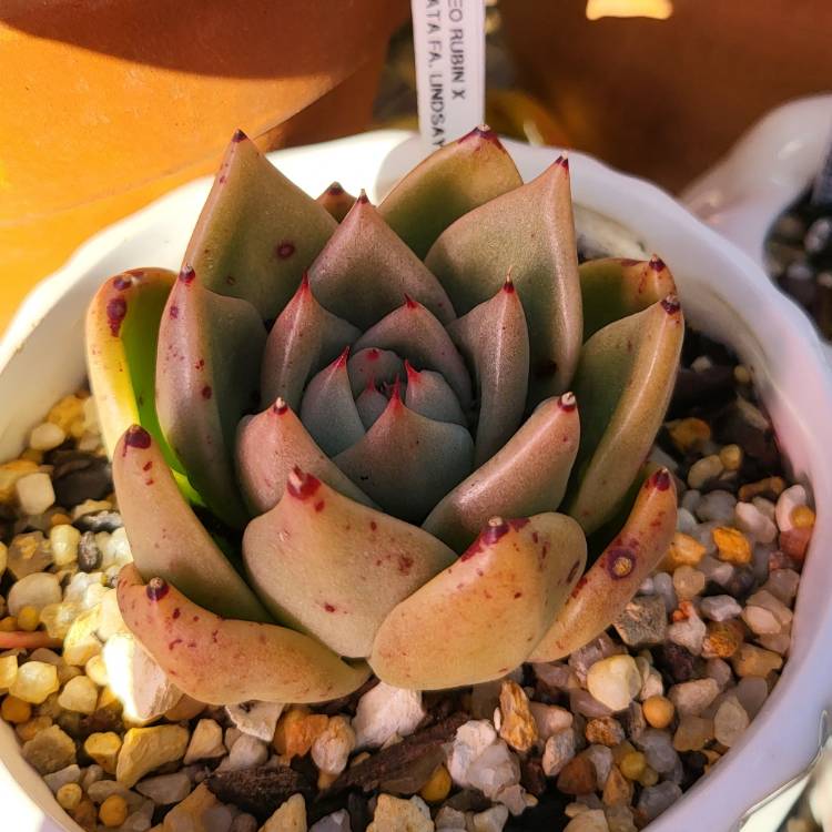 Plant image Echeveria Romeo Rubin x Colorata fa. Colorata