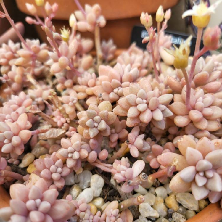 Plant image Graptopetalum Mirinae