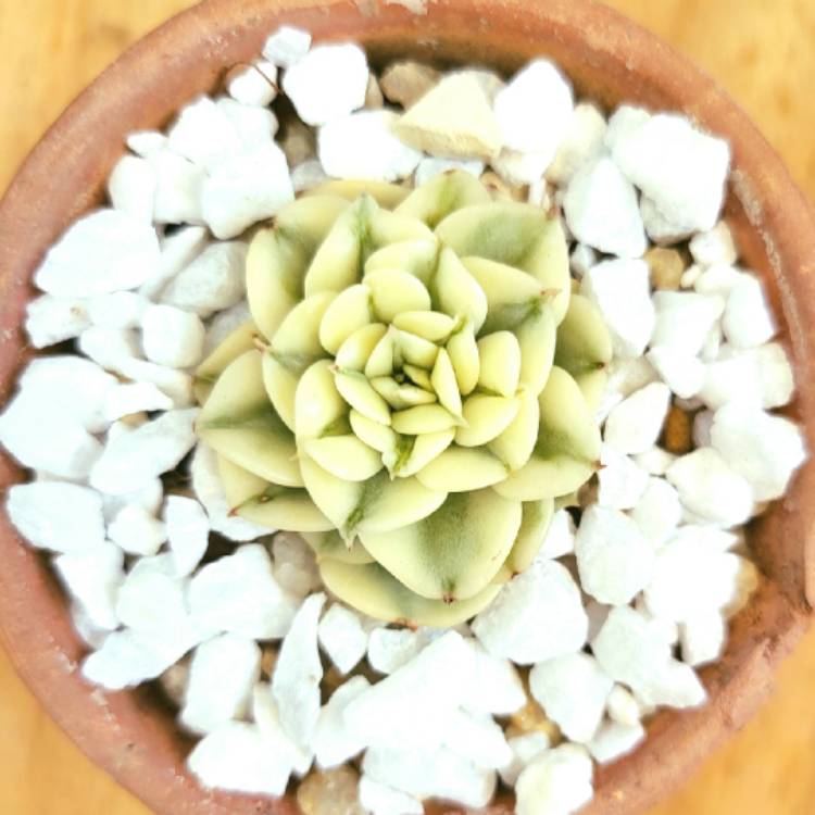 Plant image Echeveria Peacockii Variegata