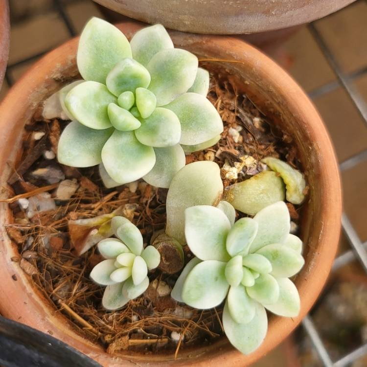 Plant image Sedum Clavatum Variegated 