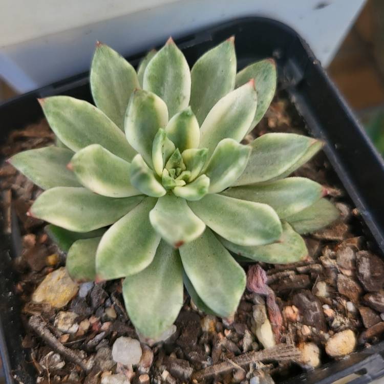 Plant image Echeveria Green Emerald Variegated