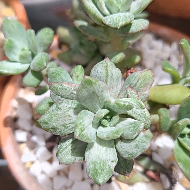 Plant image Echeveria Minibelle Verigated 