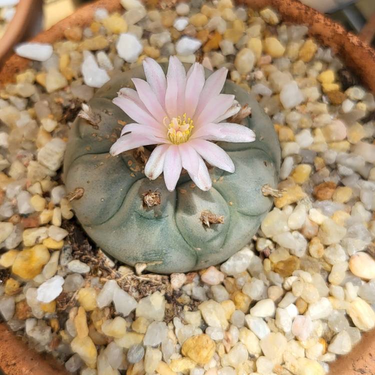 Plant image Lophophora Williamsii