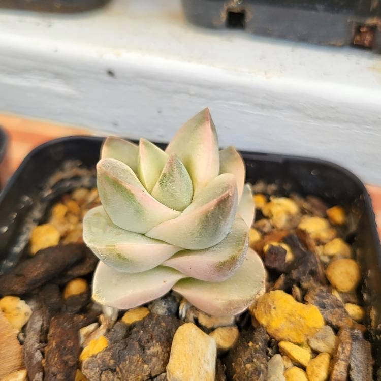 Plant image Crassula Moonglow Variegata