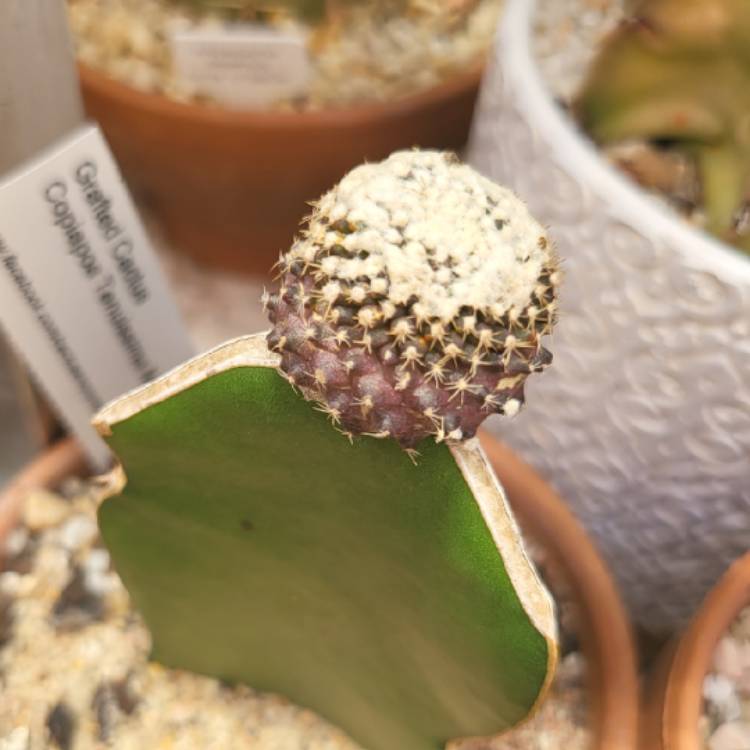 Plant image Copiapoa tenuissima