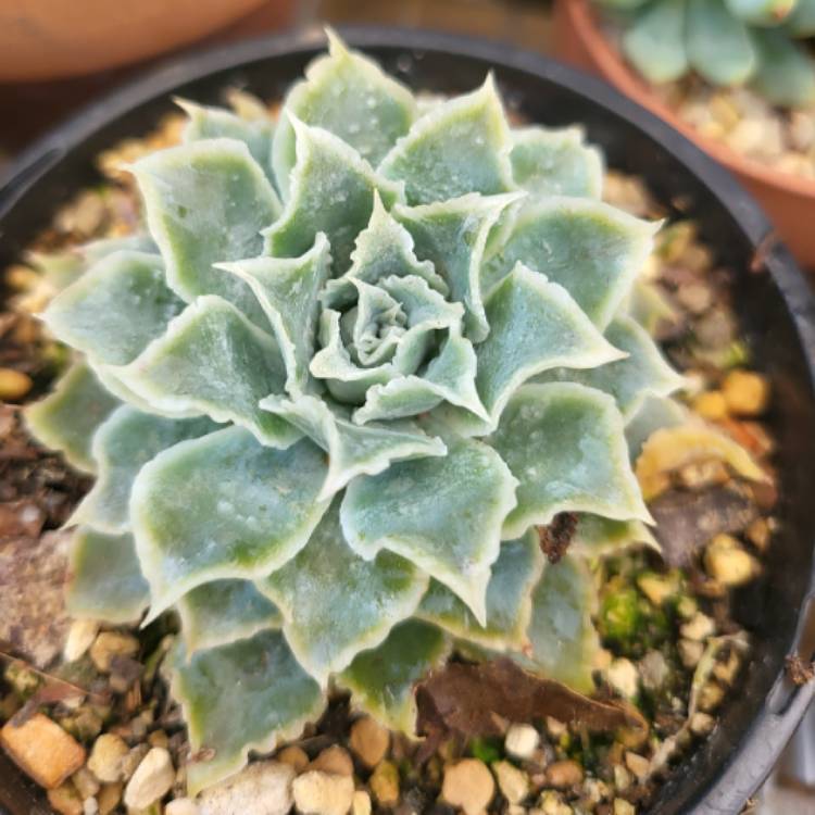 Plant image Echeveria Simulans Ascension