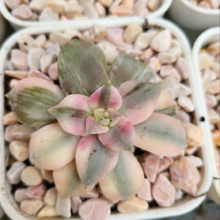 Plant image Graptopetalum Superbum Variegated