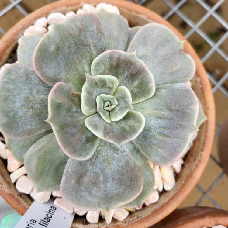 Plant image Echeveria Lilacina Monstrose