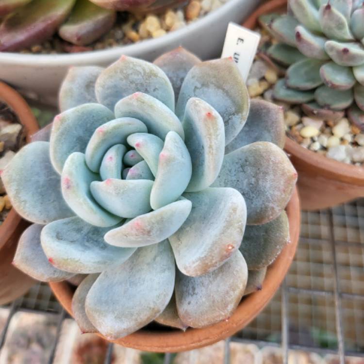 Plant image Echeveria Laui x Champagne