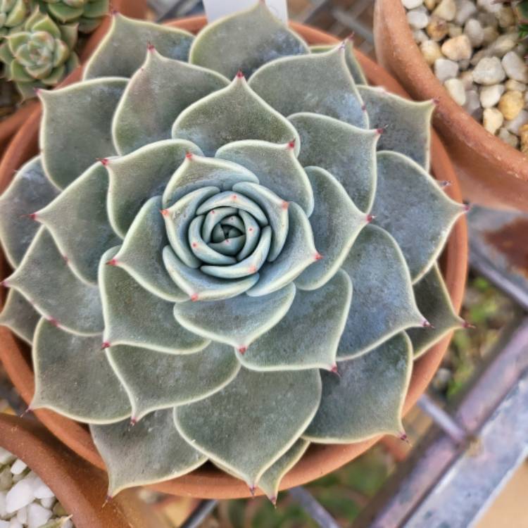 Plant image Echeveria Star Struck