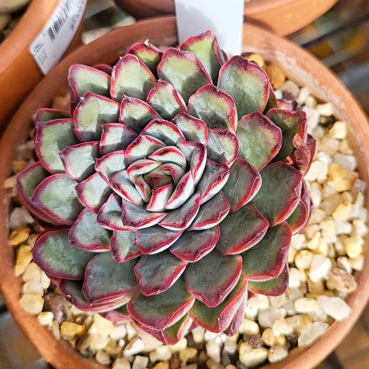 plant image 1599926