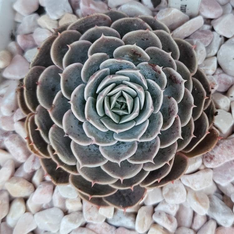 Plant image Echeveria Tuxpan