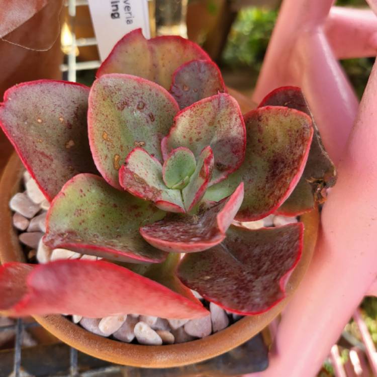 Plant image Echeveria Kissing