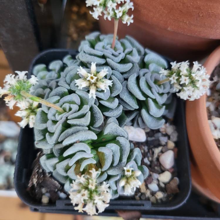 Plant image Crassula 'Celia'