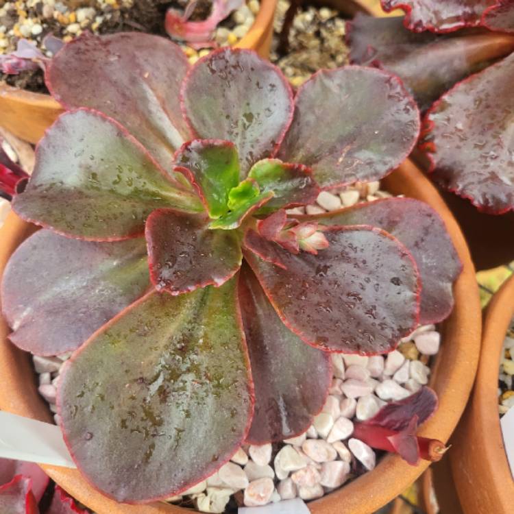 Plant image Echeveria Scopulorum