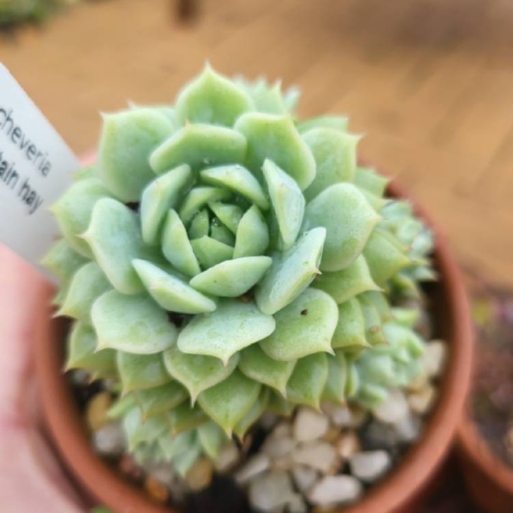 Plant image Echeveria Captain Hay