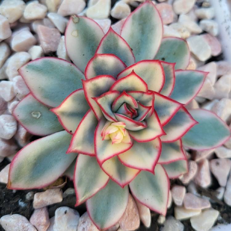 Plant image Echeveria Esther Variegata