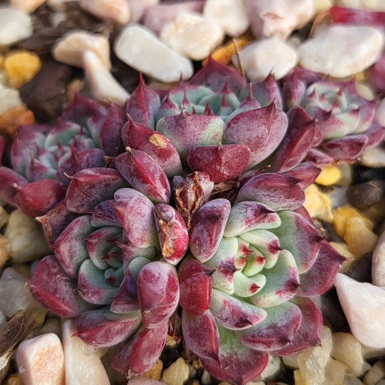 Plant image Echeveria Sara Hime Botan