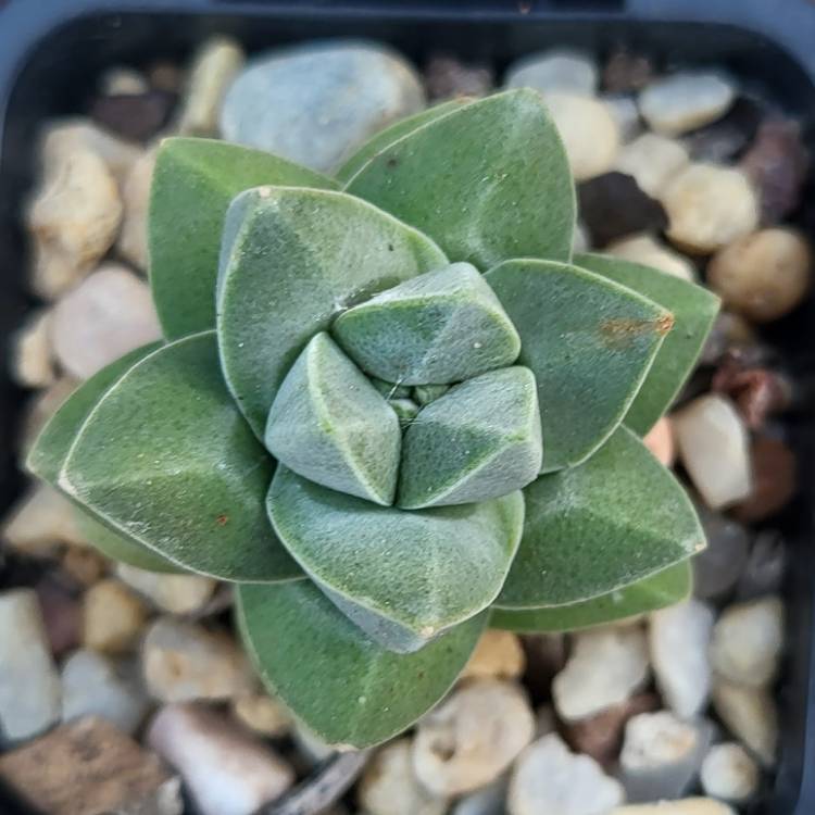 Plant image Crassula 'Moonglow'