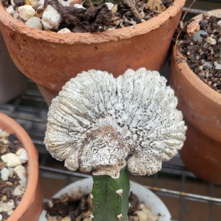 Plant image Astrophytum