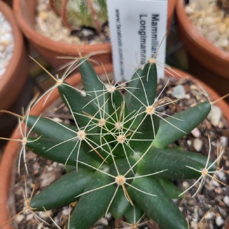 Plant image Mammillaria longimamma