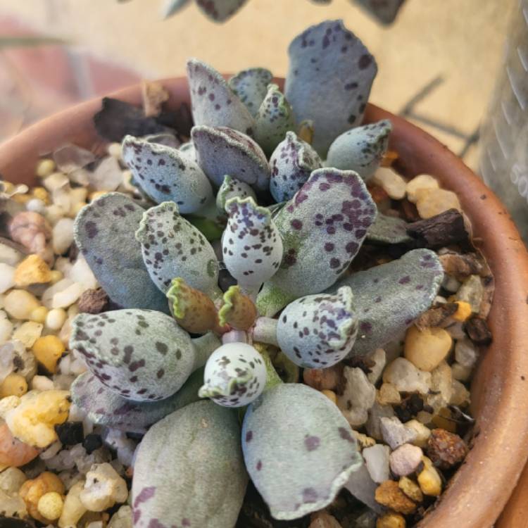 Plant image Adromischus Cooperi var. Festivus