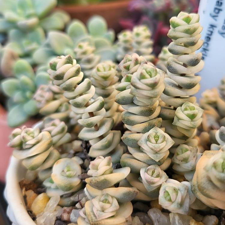 Plant image Crassula Baby's Necklace Variegated