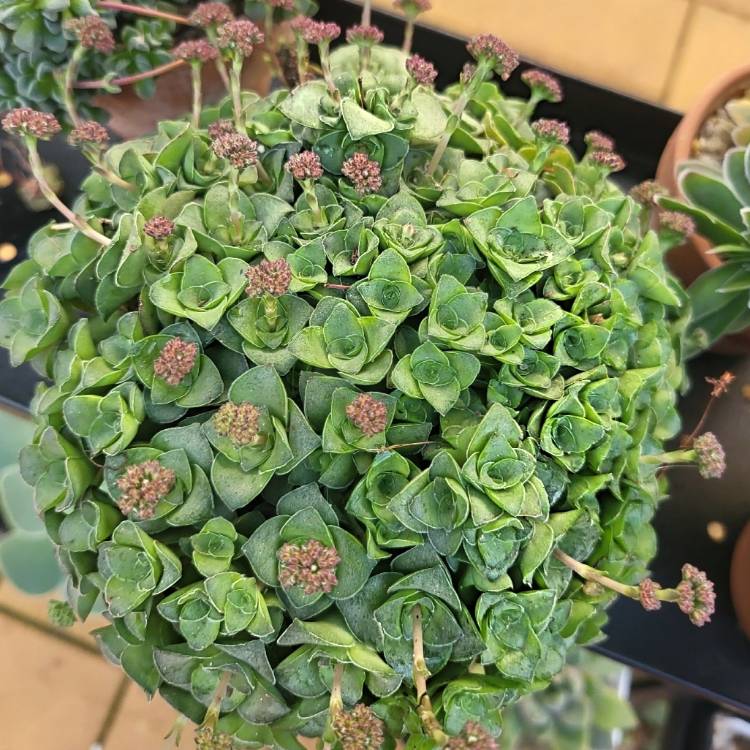 Plant image Crassula socialis