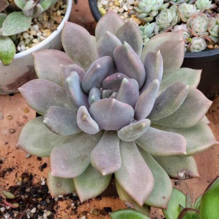 Plant image x Pachyveria Draco