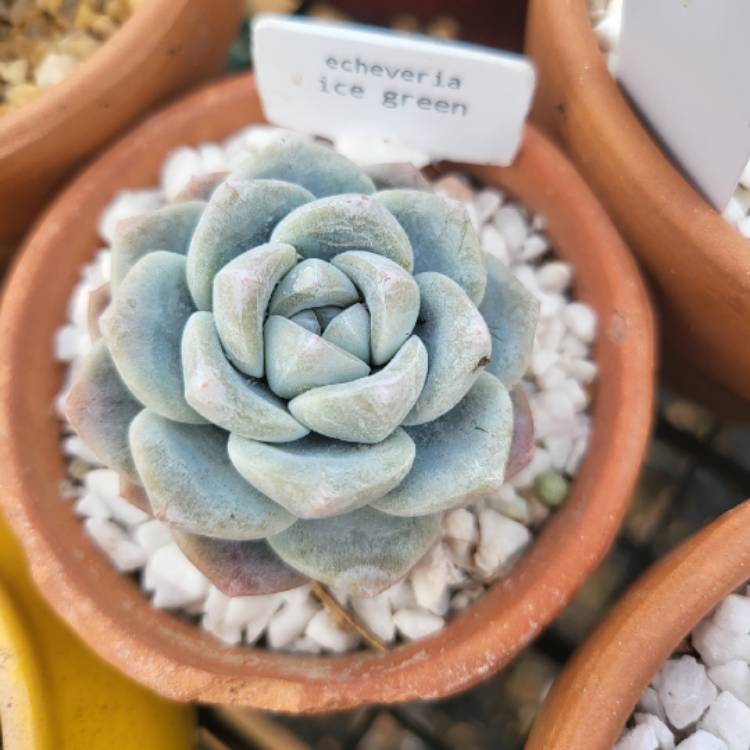 Plant image Echeveria Ice Green