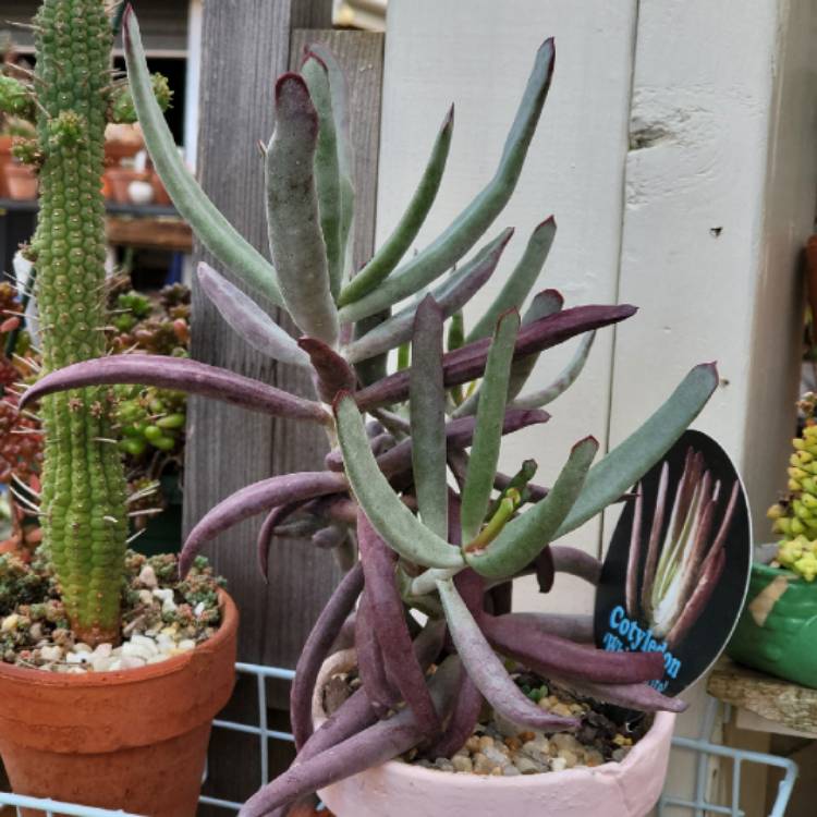 Plant image Cotyledon orbiculata 'White Sprite'