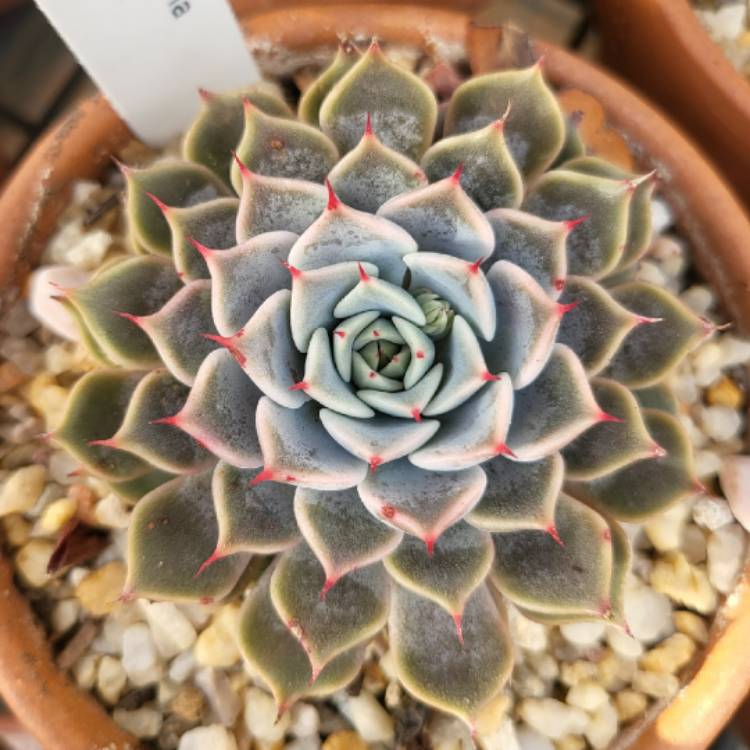 Plant image Echeveria Emma 