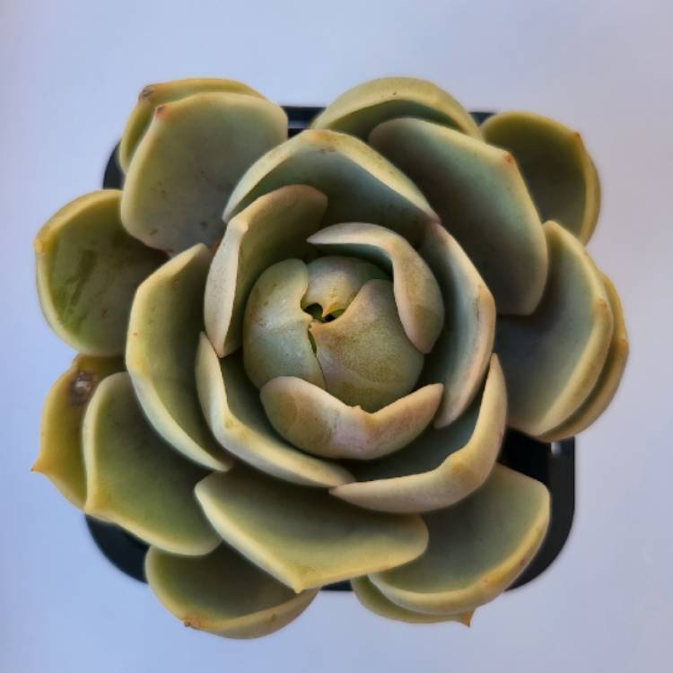 Plant image Echeveria Lotus