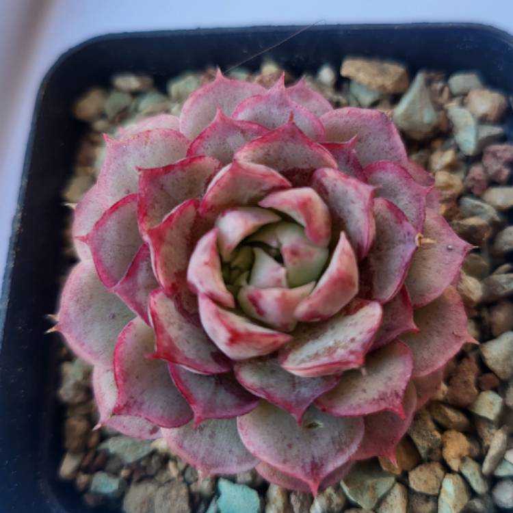 Plant image Echeveria Seashell