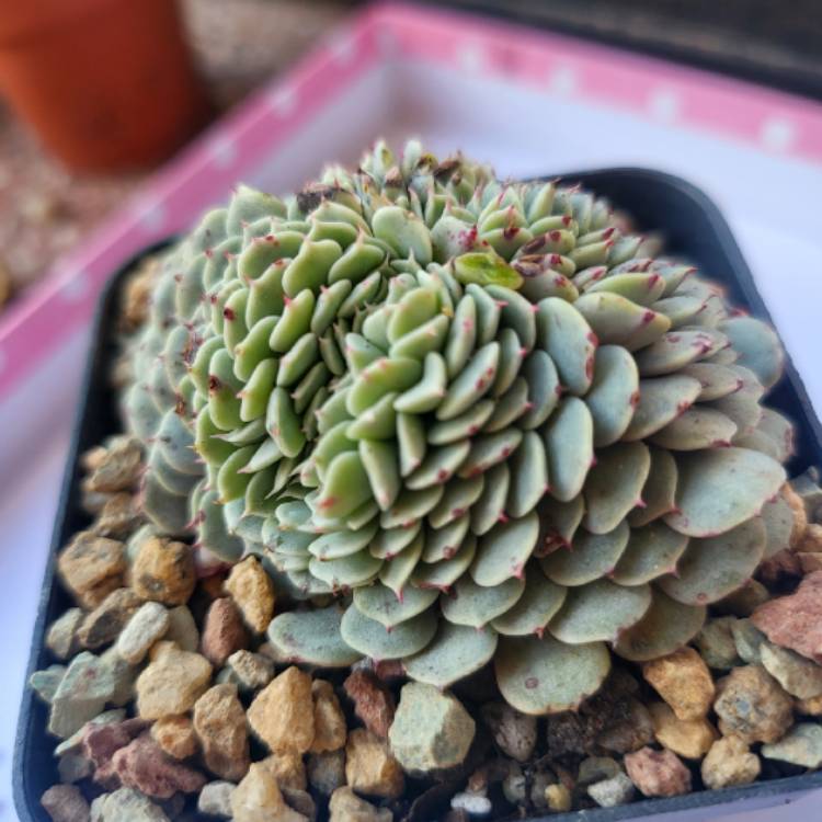 Plant image Echeveria Tuxpan