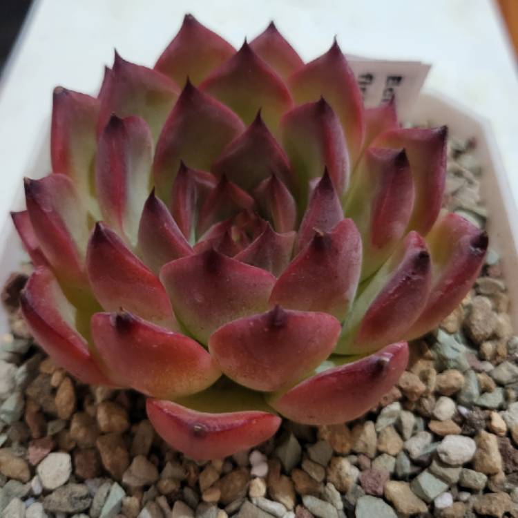 Plant image Echeveria Fire Pillar