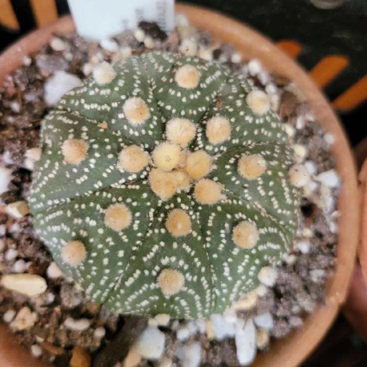 Plant image Astrophytum