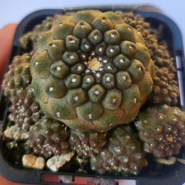 Plant image Copiapoa hypogaea