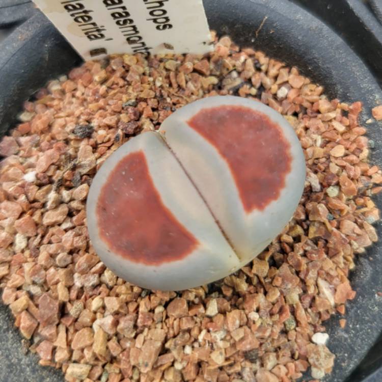 Plant image Lithops Karasmontana Lateritia